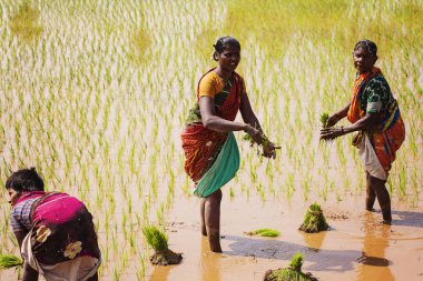 Arunachala Tiruvannamalai, Tamil Nadu, Hindistan, 30 Ocak 2018: paddy sahasında çalışan kadınlar