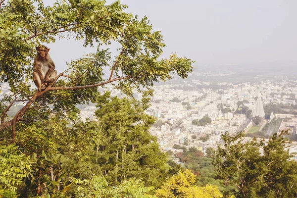 Rhesus Macaque Little Monkey Arunachala Mountain Tiruvannamalai Tamil Nadu India — Stock Photo, Image