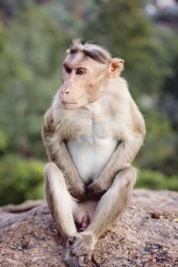 Rhesus makak küçük maymun Arunachala ashram Tiruvannamalai, Tamil Nadu, Hindistan yakın