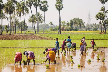 Arunachala Tiruvannamalai, Tamil Nadu, Hindistan, 30 Ocak 2018: paddy sahasında çalışan kadınlar