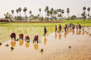 Arunachala Tiruvannamalai, Tamil Nadu, Hindistan, 30 Ocak 2018: paddy sahasında çalışan kadınlar