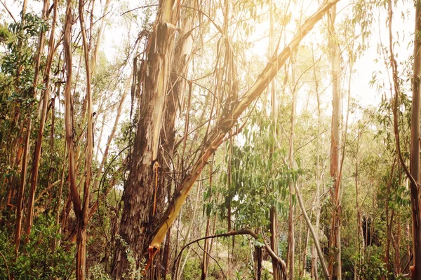 Almar Med Hängande Bark Kaliforniska Forest Park — Stockfoto