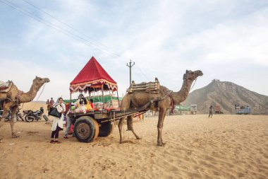 Pushkar çöl, Rajasthan, Hindistan, Şubat 2018: Deve ve araç Pushkar, çöl 