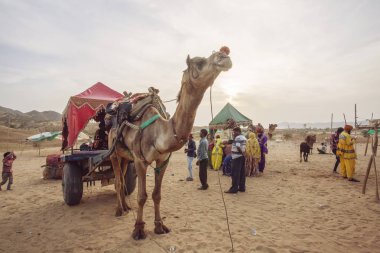 Pushkar çöl, Rajasthan, Hindistan, Şubat 2018: Deve ve araç Pushkar, çöl 