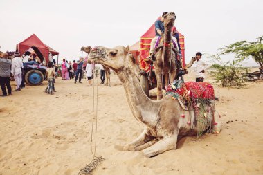 Pushkar çöl, Rajasthan, Hindistan, Şubat 2018: Deve ve araç Pushkar, çöl 