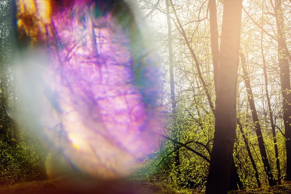 Magisk Hallucinogena Abstrakt Skog Med Färg Bokeh Ljus — Stockfoto