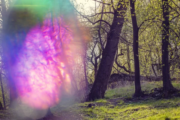 Magisk Hallucinogen Skog Med Färg Bokeh Ljus — Stockfoto