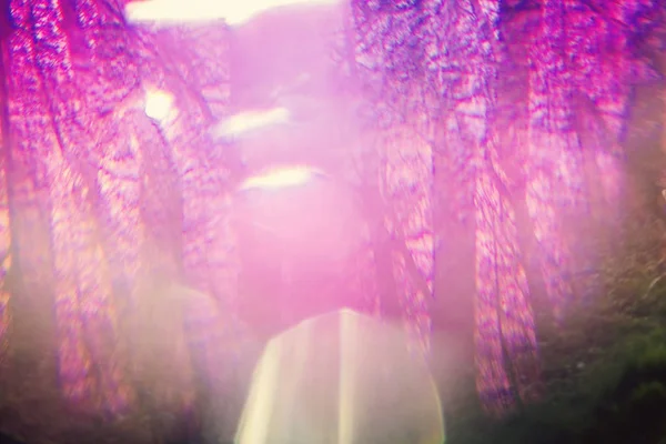 Magisk Hallucinogena Abstrakt Skog Med Färg Bokeh Ljus — Stockfoto
