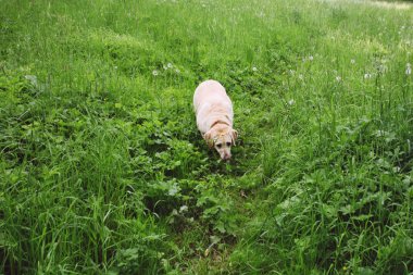 Labrador Retriever taze yeşil çimenlerde yürüyor
