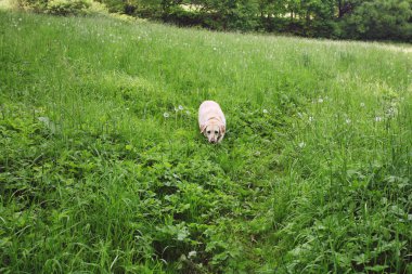 Labrador Retriever taze yeşil çimenlerde yürüyor