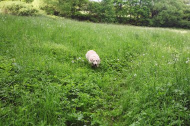 Labrador Retriever taze yeşil çimenlerde yürüyor