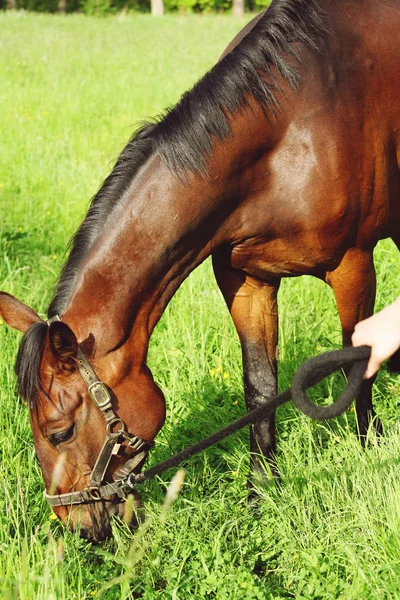 Grazende Bruin Warmbloedpaard Het Platteland Veld — Stockfoto