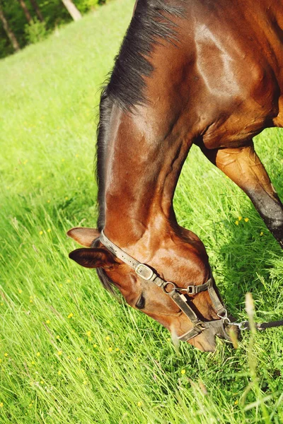 Pastwisku Brązowy Warmblood Koń Wsi — Zdjęcie stockowe