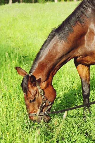 Grazing Cavalo Sangue Quente Marrom Campo — Fotografia de Stock