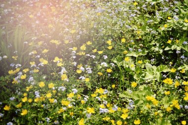 Kırsal alanda bahar doğa