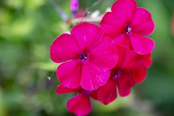Rudé Tmavě Růžové Květy Pelargonie Geraniové — Stock fotografie