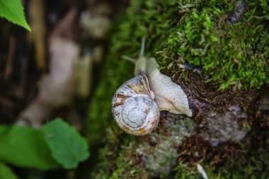 Salyangoz orman yosun üzerinde tarama
