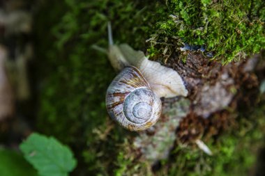 Salyangoz orman yosun üzerinde tarama