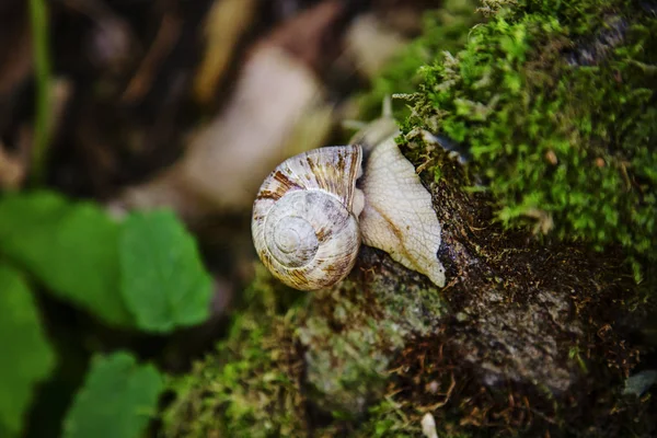 蜗牛在森林的苔上爬行 — 图库照片