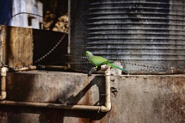 Sokakta Hint Ringneck Muhabbet kuşu papağan