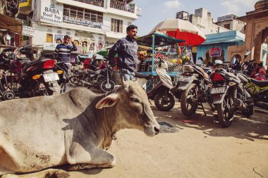Pushkar, Rajasthan, Hindistan, 25 Ocak 2019: Pushkar şehir trafiğinin ortasında dinlenen inek