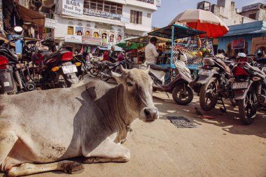 Pushkar, Rajasthan, Hindistan, 25 Ocak 2019: Pushkar şehir trafiğinin ortasında dinlenen inek