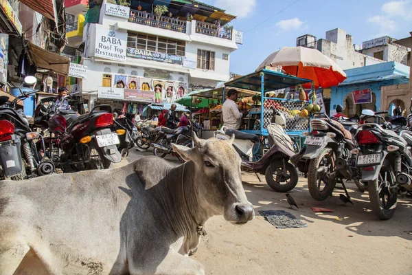 Pushkar Rajasthan Indiach Stycznia 2019 Krowa Odpoczywająca Środku Ruchu Miejskiego — Zdjęcie stockowe