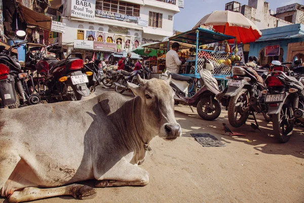 Pushkar Rajasthan Indiach Stycznia 2019 Krowa Odpoczywająca Środku Ruchu Miejskiego — Zdjęcie stockowe