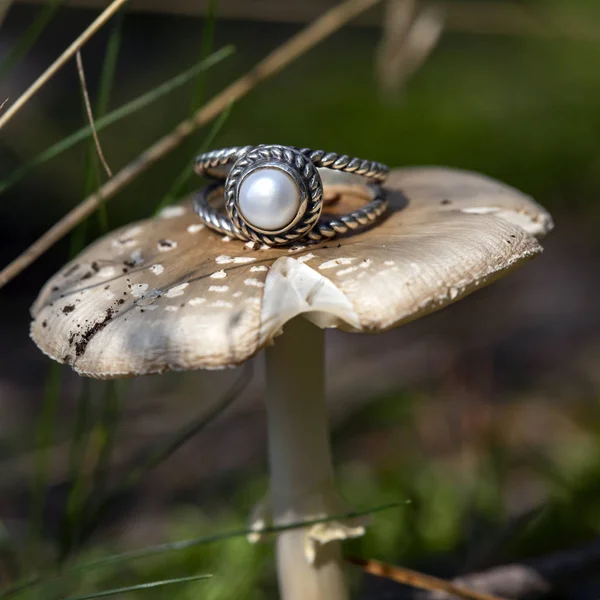 Silver Ring White River Pearl Forest Mushroom — Stock Photo, Image