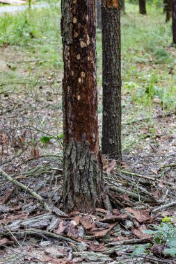Ağaç kabuğu böceği saldırdı.