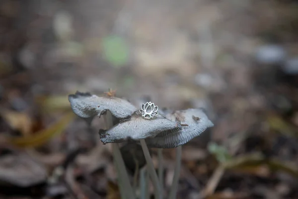 Ring Aus Sterling Silber Form Eines Lotus Auf Waldpilzen — Stockfoto