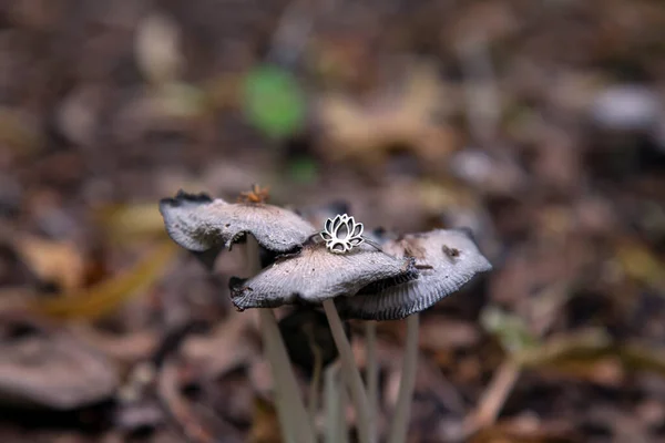 Šterlinkový Stříbrný Prsten Tvaru Lotosu Lesních Houbách — Stock fotografie