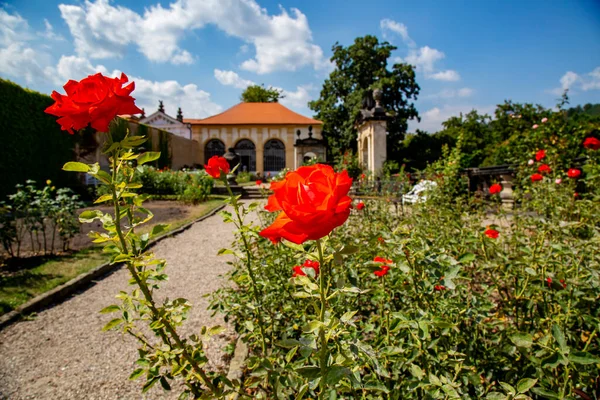 Jardín Rosas Del Castillo Decin Ciudad Decin República Checa — Foto de Stock