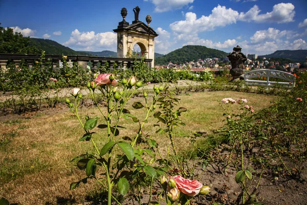 Decin Kastély Rózsakert Decin Város Cseh Köztársaság — Stock Fotó