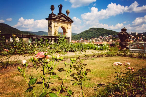 Jardín Rosas Del Castillo Decin Ciudad Decin República Checa — Foto de Stock