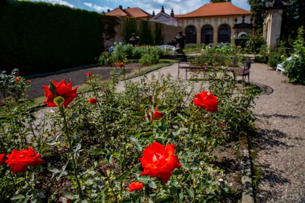 Jardín Rosas Del Castillo Decin Ciudad Decin República Checa — Foto de Stock