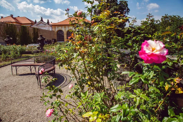 Jardín Rosas Del Castillo Decin Ciudad Decin República Checa — Foto de Stock