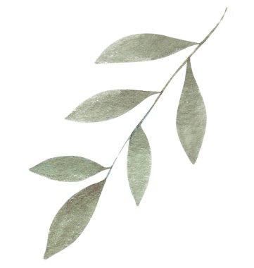 beyaz arkaplanda yeşil yapraklar izole