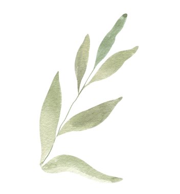 Suluboya el yeşil yapraklar çizdi. beyaz arkaplanda izole