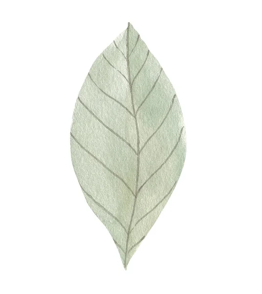 Лист Дерева Белом Фоне — стоковое фото