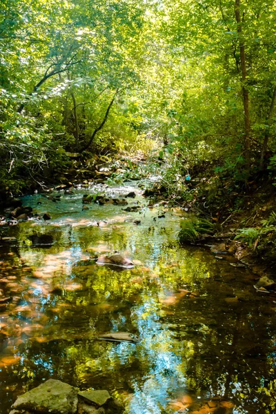Creek running through the woods during the summer