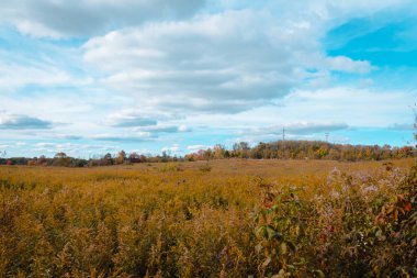 Autumn Landscapes in Akron Ohio clipart