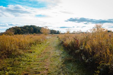 Ormana bir çayır yol