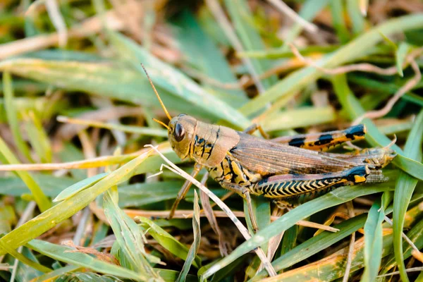 Bir grashopper atış kapatmak