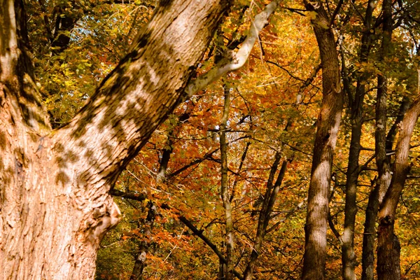 Hösten Skogsmark Akron Ohio — Stockfoto