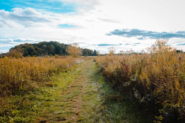 Ormana bir çayır yol