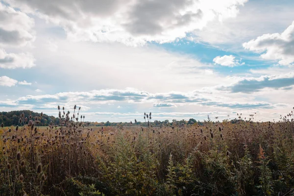 Uzun otların ve faill sırasında bir Ohio çayırda mavi gökyüzü