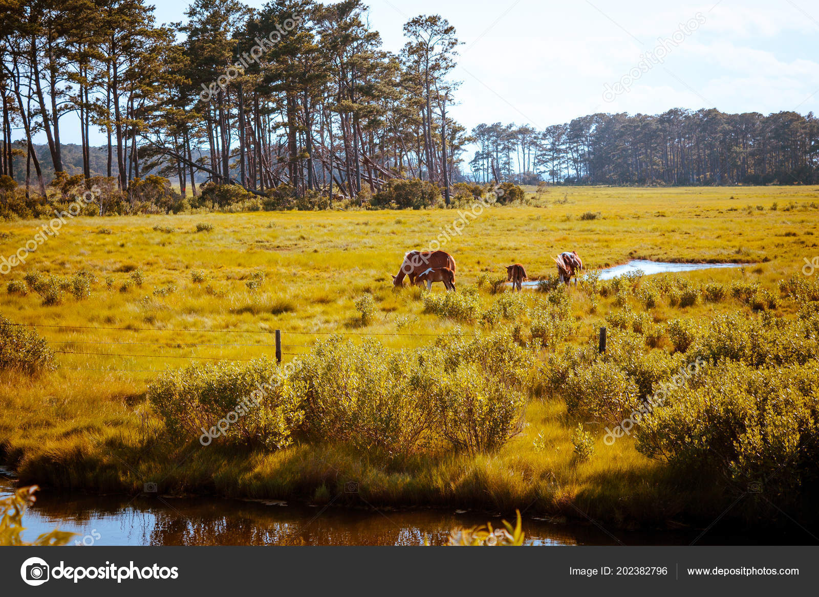 Wild Horses Virginia Assateague Island — Stock Photo © mike.s.deemer