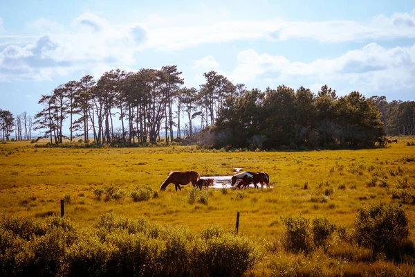 Assateague Adası Virginia'ünlü vahşi atların shot