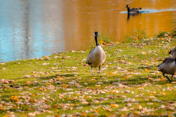 Goose Caminhando Pela Lagoa Riverside Park — Fotografia de Stock